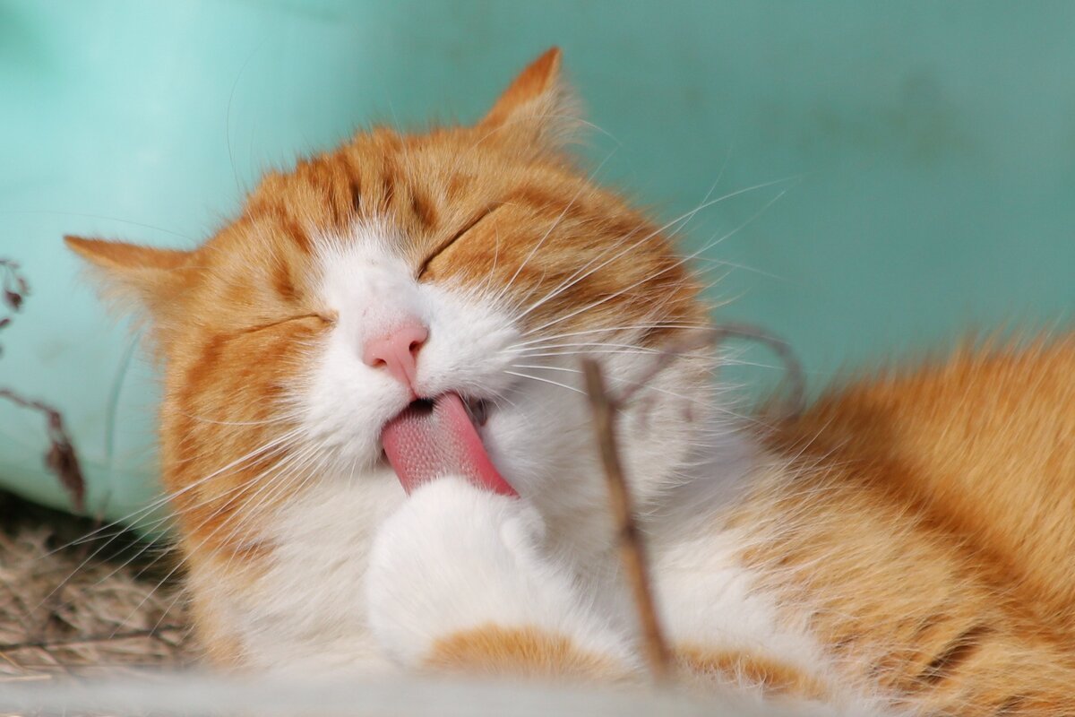 Grappige kattennamen