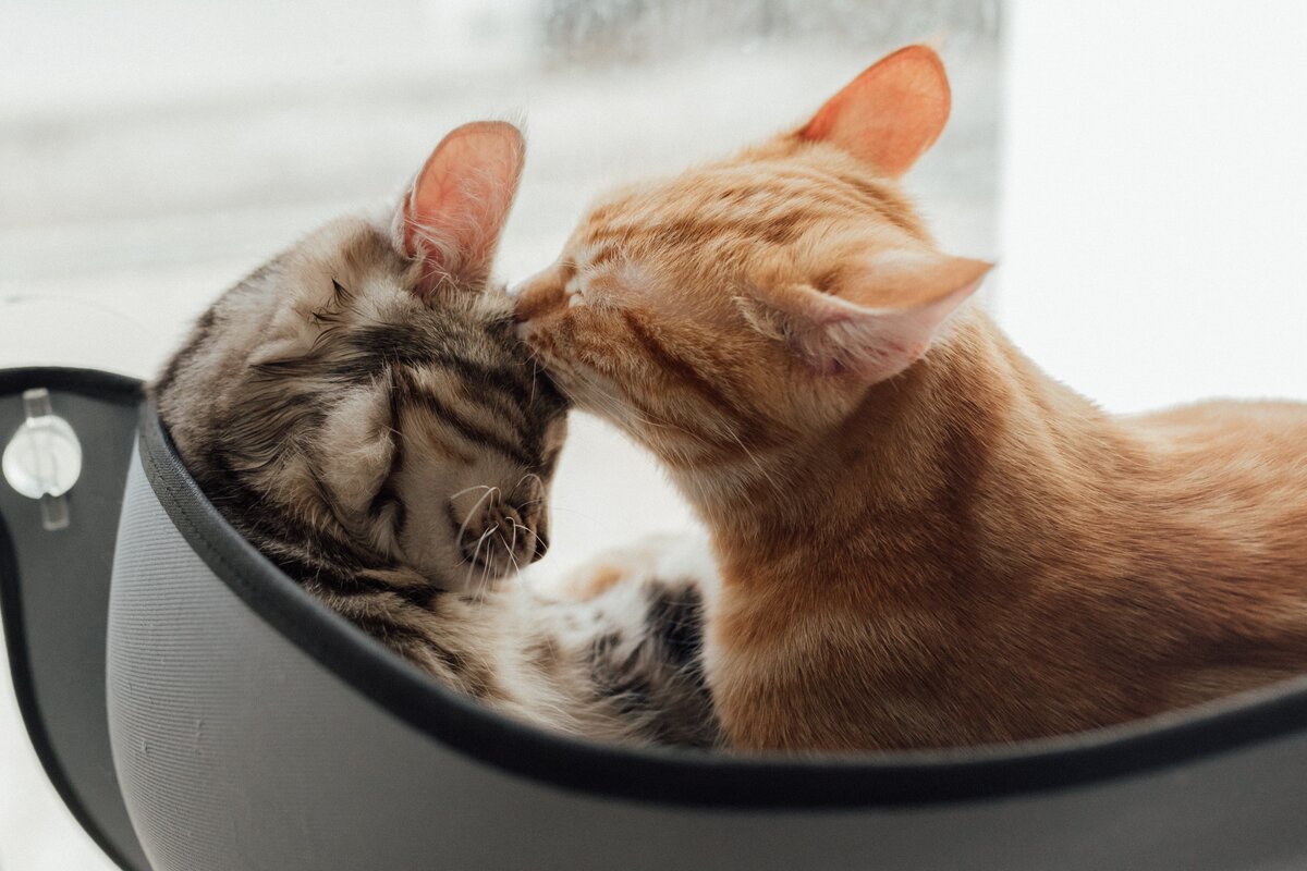 Namen voor katten