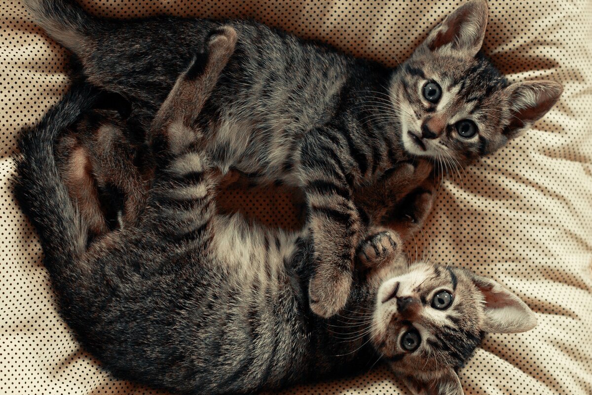 Stoere kattennamen